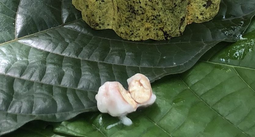 カカオパルプとは カカオの果肉とは 写真つき Chocolate Journalchocolate Journal