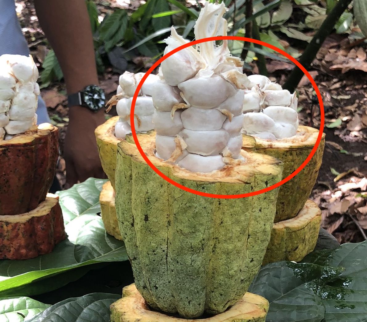 カカオパルプとは カカオの果肉とは 写真つき The Chocolate Journal